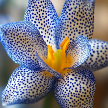 Lily Seeds