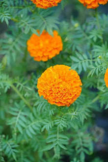 Orange Calendula Seeds