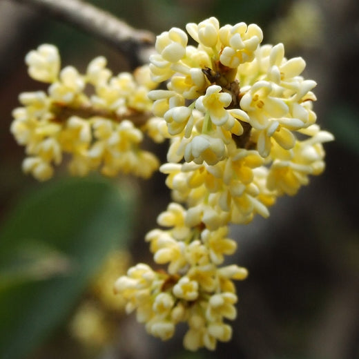 Osmanthus Seeds