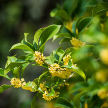 Osmanthus Seeds