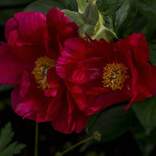 Peony Portulaca Grandiflora Seeds