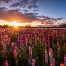 Lupine Seeds