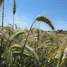 Wheat Seeds