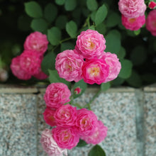 Rosa Multiflora Seeds