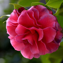 Camellia Seeds