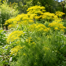 Yellow Dill Seeds
