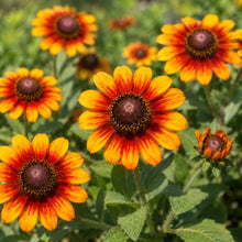 Brown Black Eyed Susan Seeds
