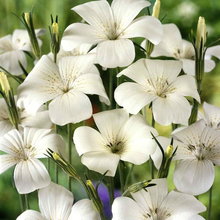 White Corncockle Seeds