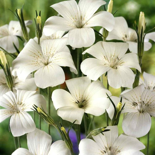 White Corncockle Seeds