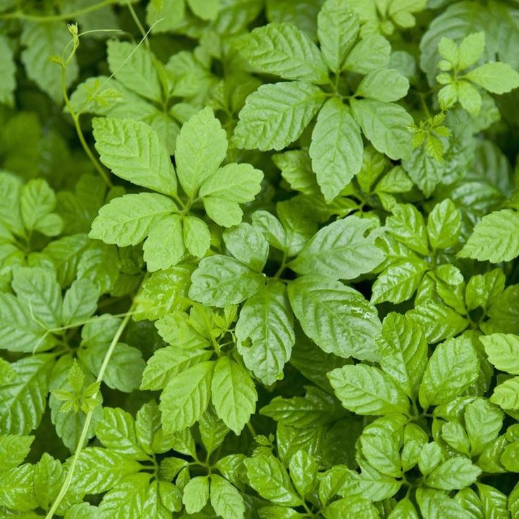 Gynostemma Pentaphyllum Seeds up to 50%