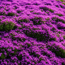 Creeping Thyme Seeds Red Beautiful Ground Cover