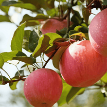 Apple Tree Seeds