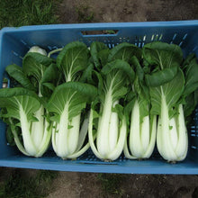 Bok Choy Chinese Cabbage Seeds