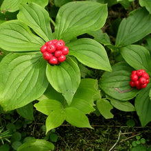 Bunchberry Seeds