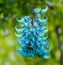 Jade Vine Flower Seeds