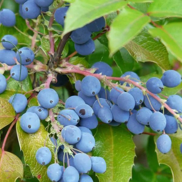 Oregon Grape Holly Seeds up to 50%