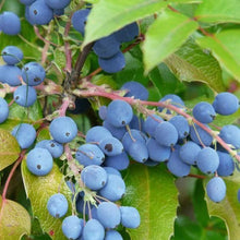 Oregon Grape Holly Seeds