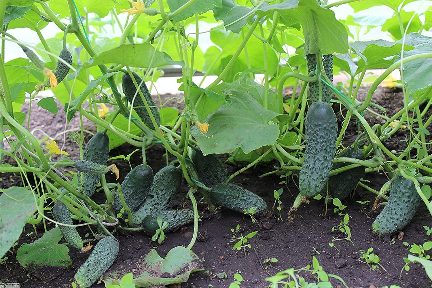 Titus Cucumber Seeds up to 50%