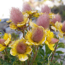 Prairie Smoke Flower Seeds