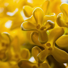 Osmanthus Seeds