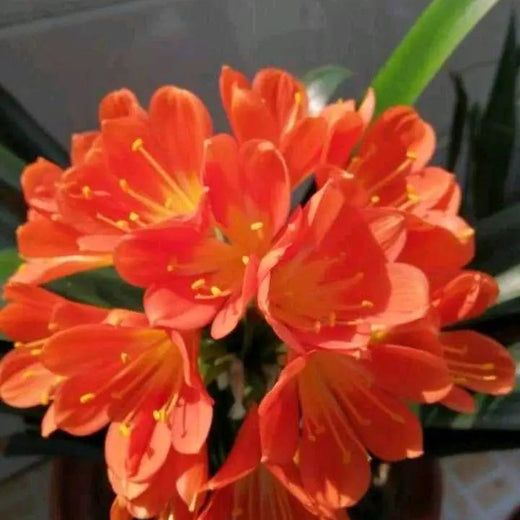 Kaffir Lily Flower Seeds