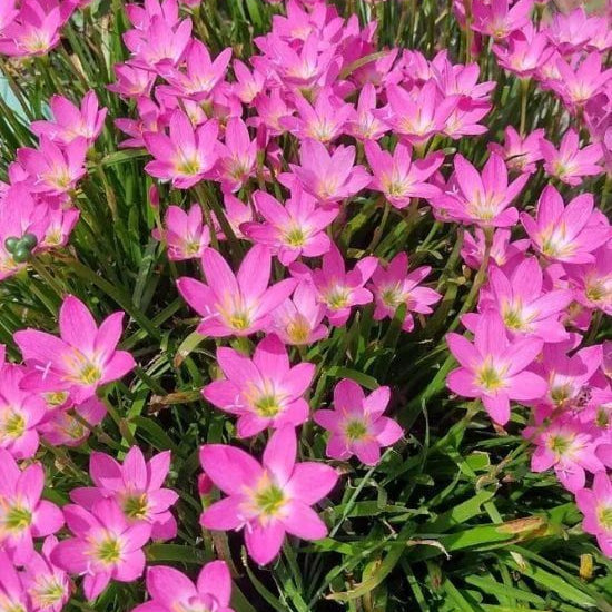 Rain Lily Seeds - Mixed