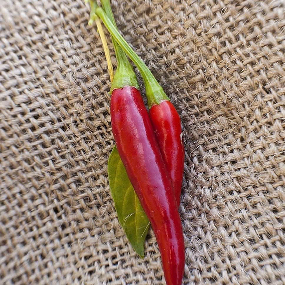 Thai Dragon Heirloom Chili Pepper Seeds– up to 50%