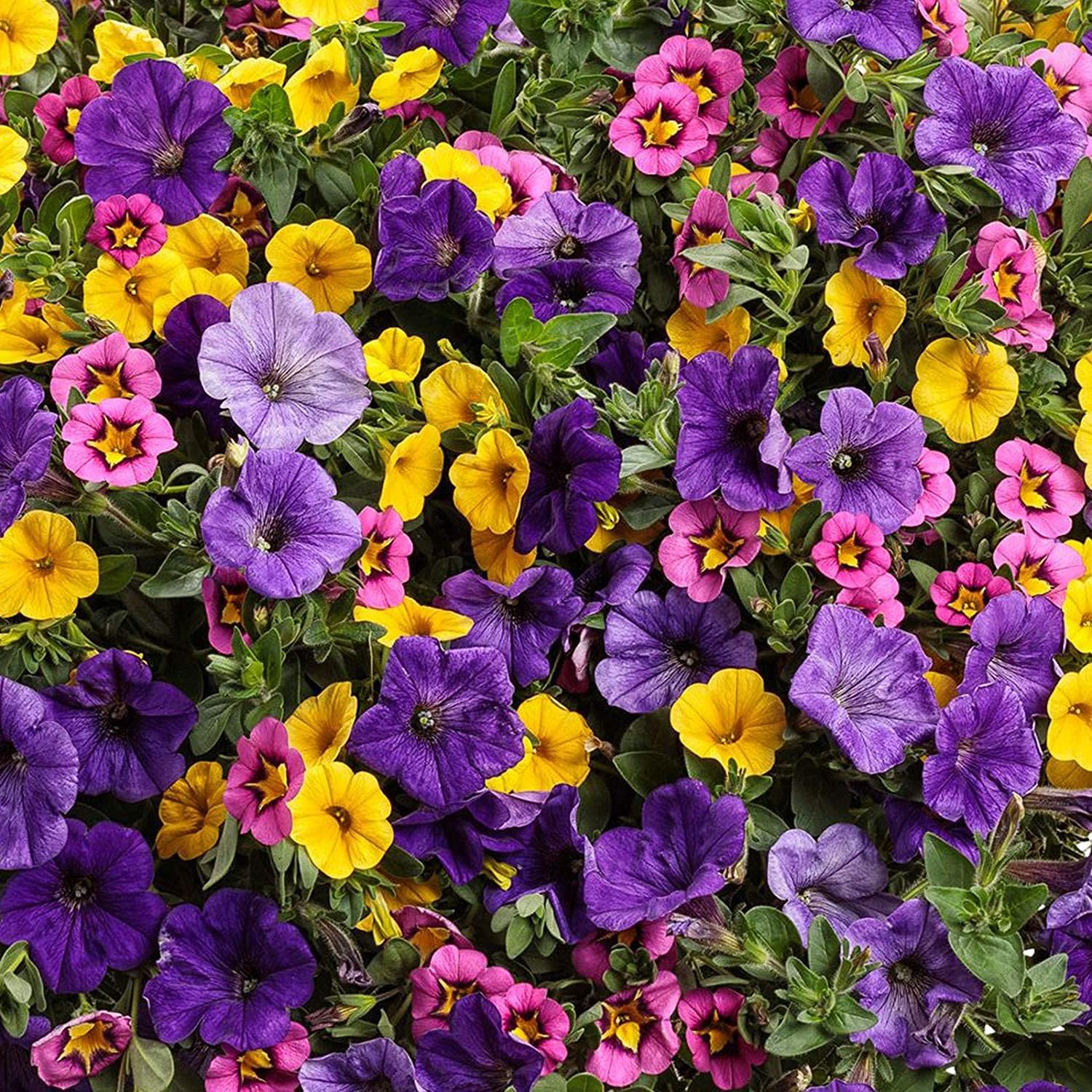 Mixed Petunia Flower Seeds up to 50%