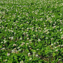 New Zealand Clover Seeds