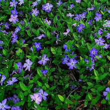 Minor Vinca Ground Cover Seeds