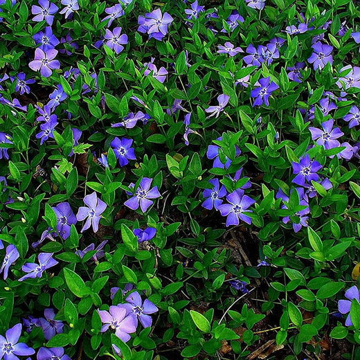 Minor Vinca Ground Cover Seeds