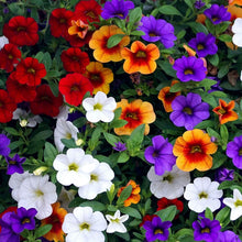Mixed Petunia Seeds