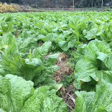 Asian Vegetable Seeds - Mix