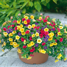 Mixed Petunia Seeds
