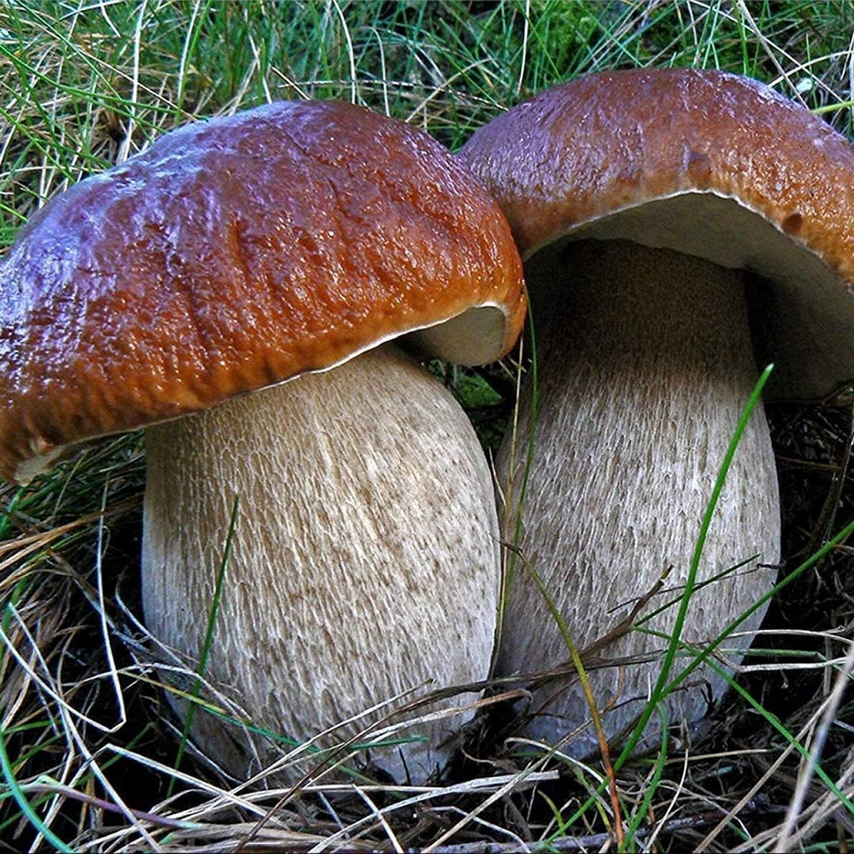 Porcini Mushroom Spores up to 50%