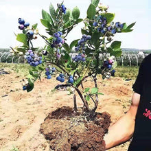 Blueberry Seeds
