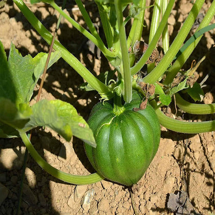 Acorn Squash Seeds