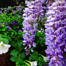 Blue Moon Wisteria Seeds