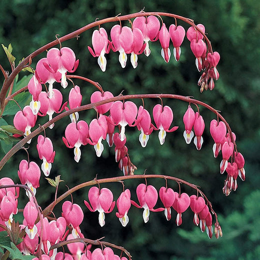 Pink Poof Peony Seeds