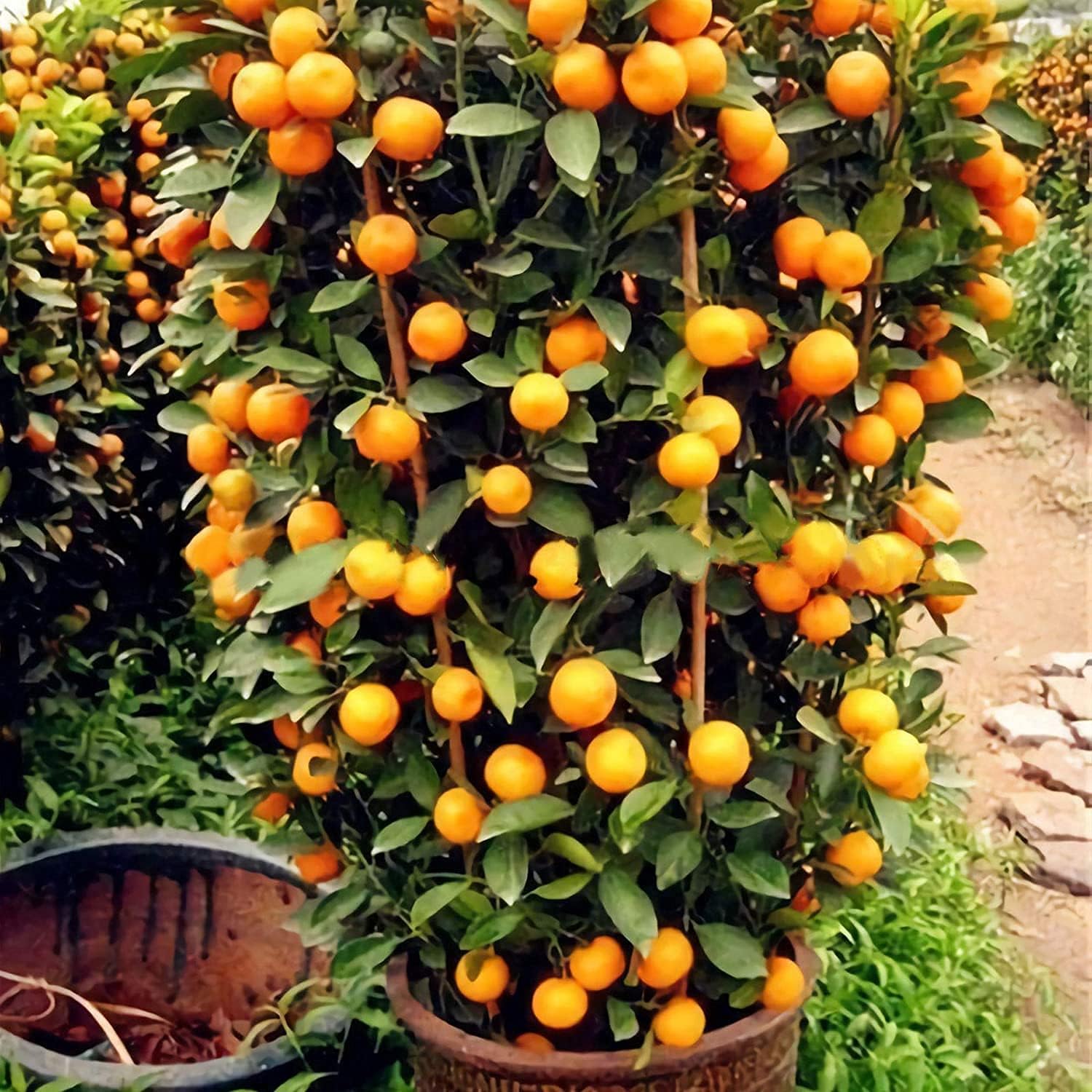 Bonsai Orange Tree Seeds up to 50%