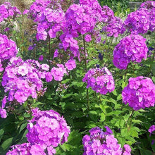Phlox Paniculata Drummondii Seeds
