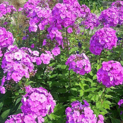 Phlox Paniculata Drummondii Seeds