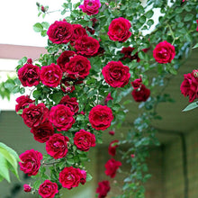Climbing Rose Flower Seeds