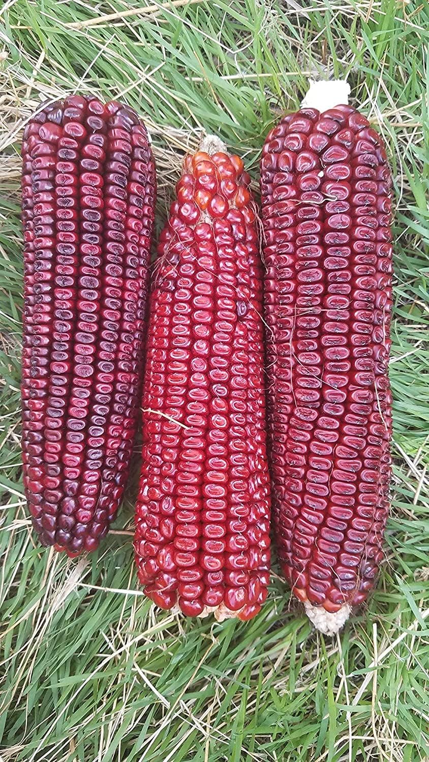Bloody Butcher Corn Seeds – Heirloom Red Dent Corn for Edible & Ornamental Use – up to 50%