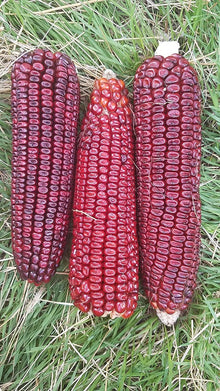 Bloody Butcher Dent Corn Seeds