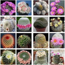 Mammillaria Cactus Seeds - Mix