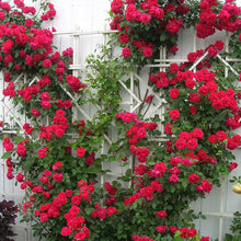Climbing Rose Flower Seeds