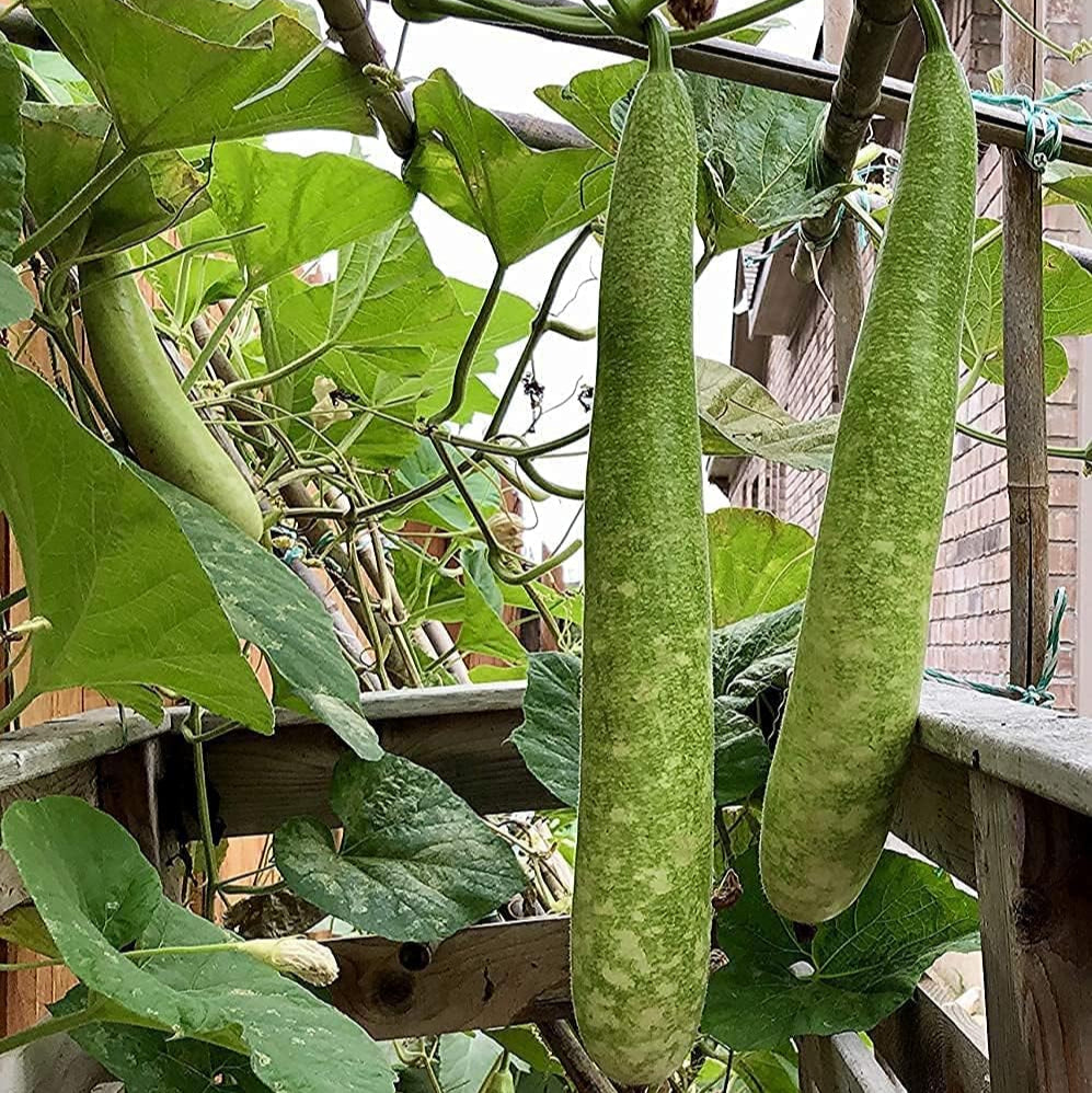 Long Gourd Vegetable Seeds up to 50%