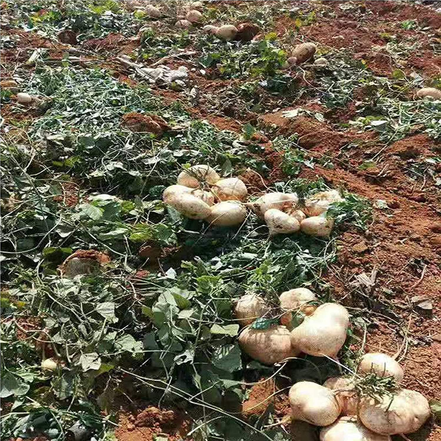Jicama Yam Bean Seeds up to 50%
