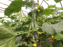 Titus Cucumber Seeds